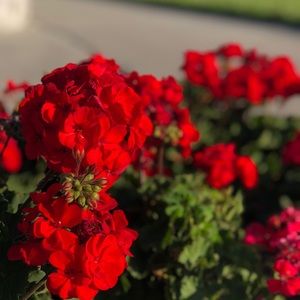 Meet your Posher, Yamelis